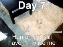 a picture of a dog on a rug that says day 7 human girl still haven 't notice me