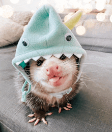 an opossum wearing a shark hat with sharp teeth looks at the camera