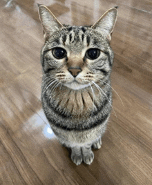 a cat sitting on a wooden floor looking at the camera