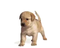 a small brown puppy is standing on a white surface
