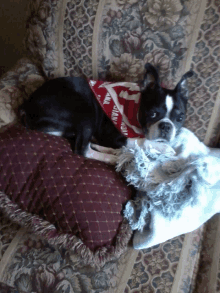 a black and white dog wearing a bandana that says january on it