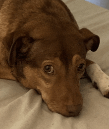 a brown dog is laying on a bed with its head on its paw