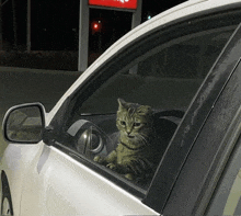 a cat is sitting in the driver 's seat of a car looking out the window