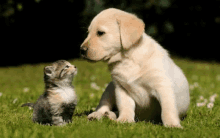 a puppy and a kitten are sitting in the grass and looking at each other