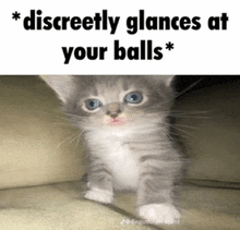 a picture of a kitten with the words discreetly glances at your balls above it