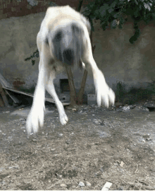 a large dog is standing on its hind legs in a dirt yard .