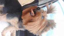 a small brown and black dog with its tongue hanging out is sitting in a car