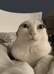 a white cat laying on a bed looking at the camera with a blue background