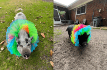 a pig wearing a rainbow colored tutu and a pig wearing a black tutu