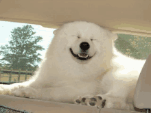 a white dog is laying in the back seat of a car with his eyes closed