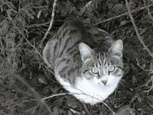 a gray and white cat laying in the leaves looking at the camera