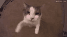 a gray and white cat with pink cheeks is laying on the floor looking up at the camera .