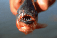 a close up of a fish with its mouth open and teeth showing