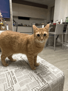 a cat is standing on a newspaper ottoman that says news news