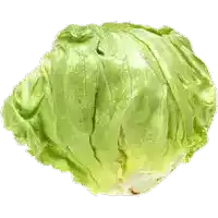 a head of lettuce with a white background