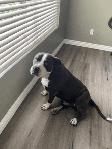 a black and white dog sitting on a wooden floor in front of a window