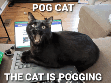 a black cat laying on top of a dell laptop with the caption pog cat the cat is pogging