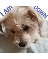a dog laying on a blanket with the words " i am down " written above it