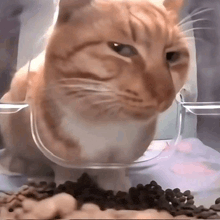 an orange and white cat is eating food from a bowl .