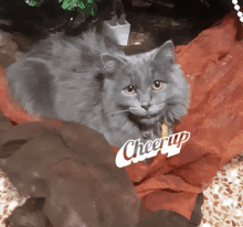 a gray cat is laying on a blanket with the word cheerup on it