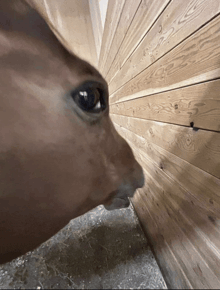 a close up of a horse 's face looking at a wooden wall