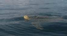 a large sea turtle is swimming in the water