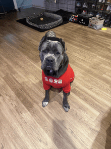 a dog wearing a red shirt with 2025 on it