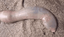 a close up of a worm laying on top of a pile of sand .