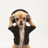 a small chihuahua wearing headphones and a black jacket