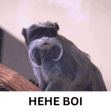 a monkey with a mustache is sitting on a tree branch next to a sign that says hene boi