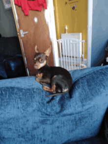 a small dog laying on a blue couch in a room