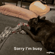 a dog is laying on a couch with the words " sorry i 'm busy "