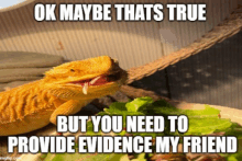 a bearded dragon is eating lettuce with a caption that says ok maybe thats true but you need to provide evidence my friend