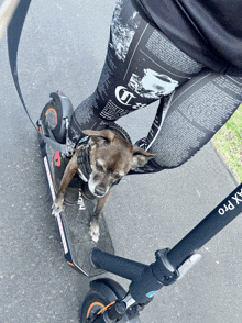 a person is riding a scooter with a dog on the front