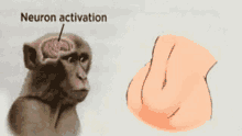 a picture of a monkey 's brain next to a picture of a butt .