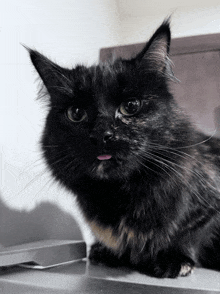 a black cat with its tongue sticking out looks at the camera