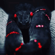 a close up of a black snake with red eyes and red rings around its neck .