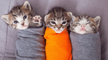 three kittens are wrapped in blankets and one is wearing an orange shirt