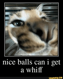 a picture of a cat with the words nice balls can i get a whiff