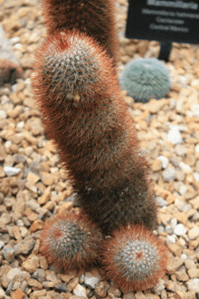 a cactus plant with a sign that says mammillaria