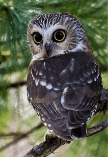 a small owl perched on a tree branch with a green background