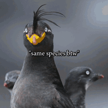 a bird with a yellow beak and the words same species btw
