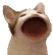 a cat with its mouth wide open is looking up at the camera .