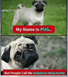 a pug dog is standing on top of a lush green field with a caption that says `` my name is pug . ''