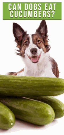 a dog laying next to a pile of cucumbers with the words " can dogs eat cucumbers " below it