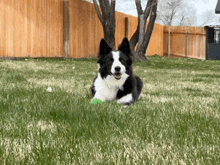 a black and white dog is laying in the grass .