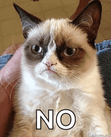 a grumpy cat has the word no written on its face