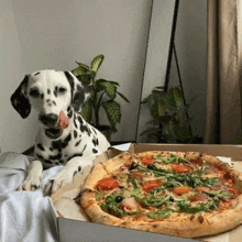 a dalmatian dog is laying on a bed next to a box of pizza .