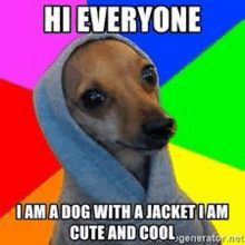 a dog with a jacket on its head is wearing a hoodie and a rainbow background .