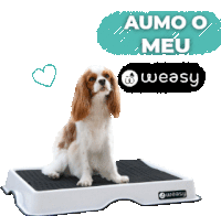 a cavalier king charles spaniel is sitting on a weasy device